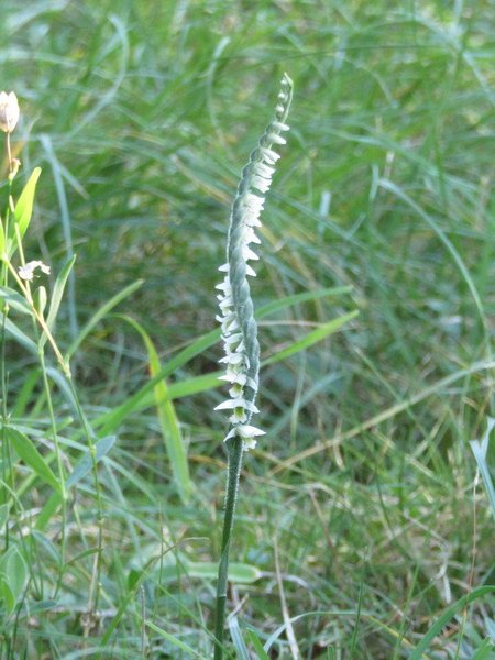 2018astore_Spiranthes_spiralis.JPG