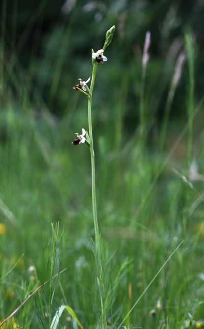 ophrys01_400x645.shkl.JPG_201361002957_ophrys01_400x645.shkl.JPG