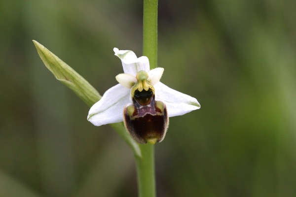 ophrys03_600x400.shkl.JPG_201361003418_ophrys03_600x400.shkl.JPG