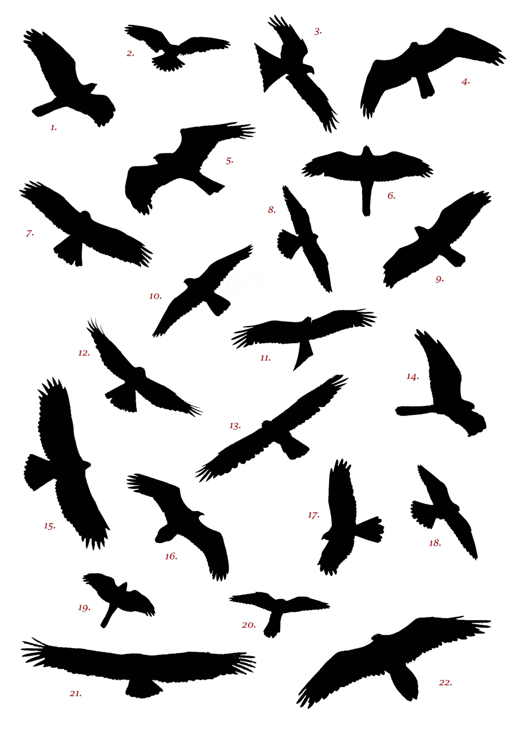 raptor-silhouettes.png