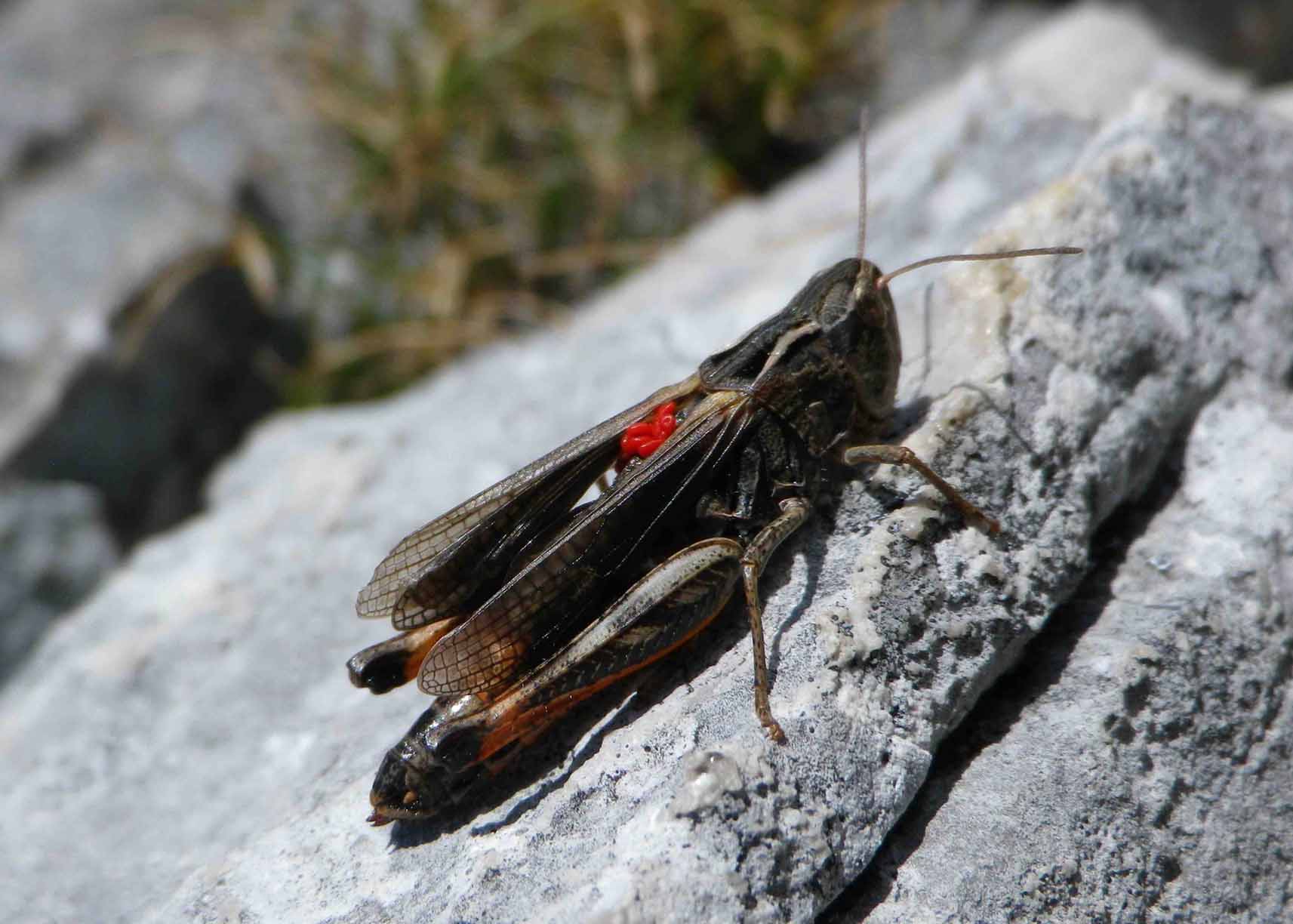 Oedipoda germanica.jpg