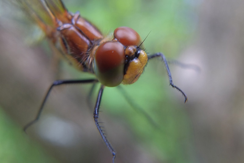 Sympetrum 3.JPG