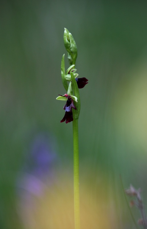 insectifera005_514x800.shkl.JPG