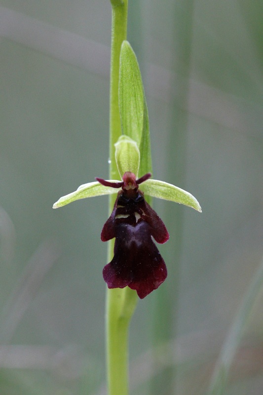 insectifera003_533x800.shkl.JPG