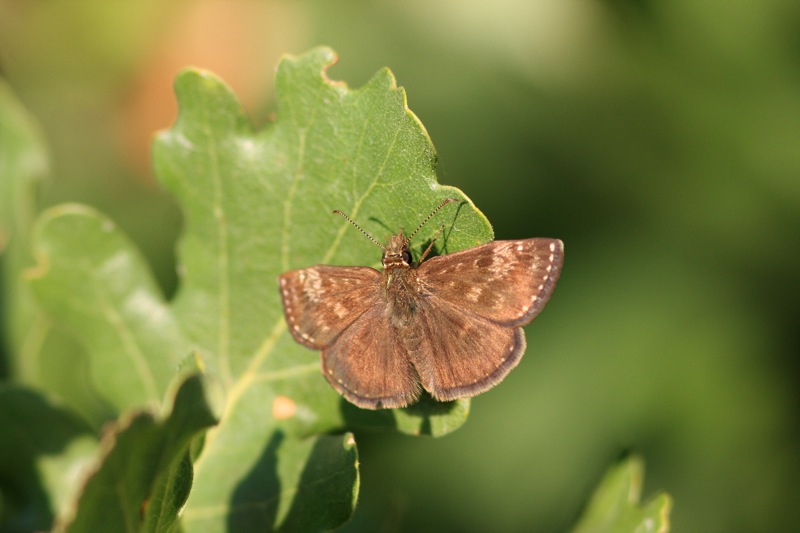 Erynnis tages_800x533-1.shkl.JPG_2015630224740_Erynnis tages_800x533.shkl.JPG