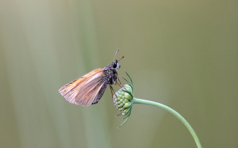 Thymelicus sp 7lug15_800x498.shkl.JPG