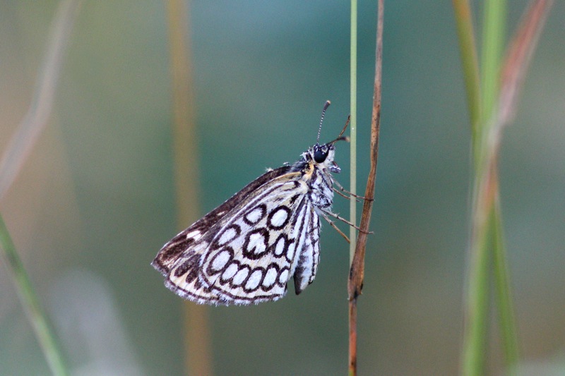 Heteropterus morpheus 7lug15 01_800x533.shkl.JPG