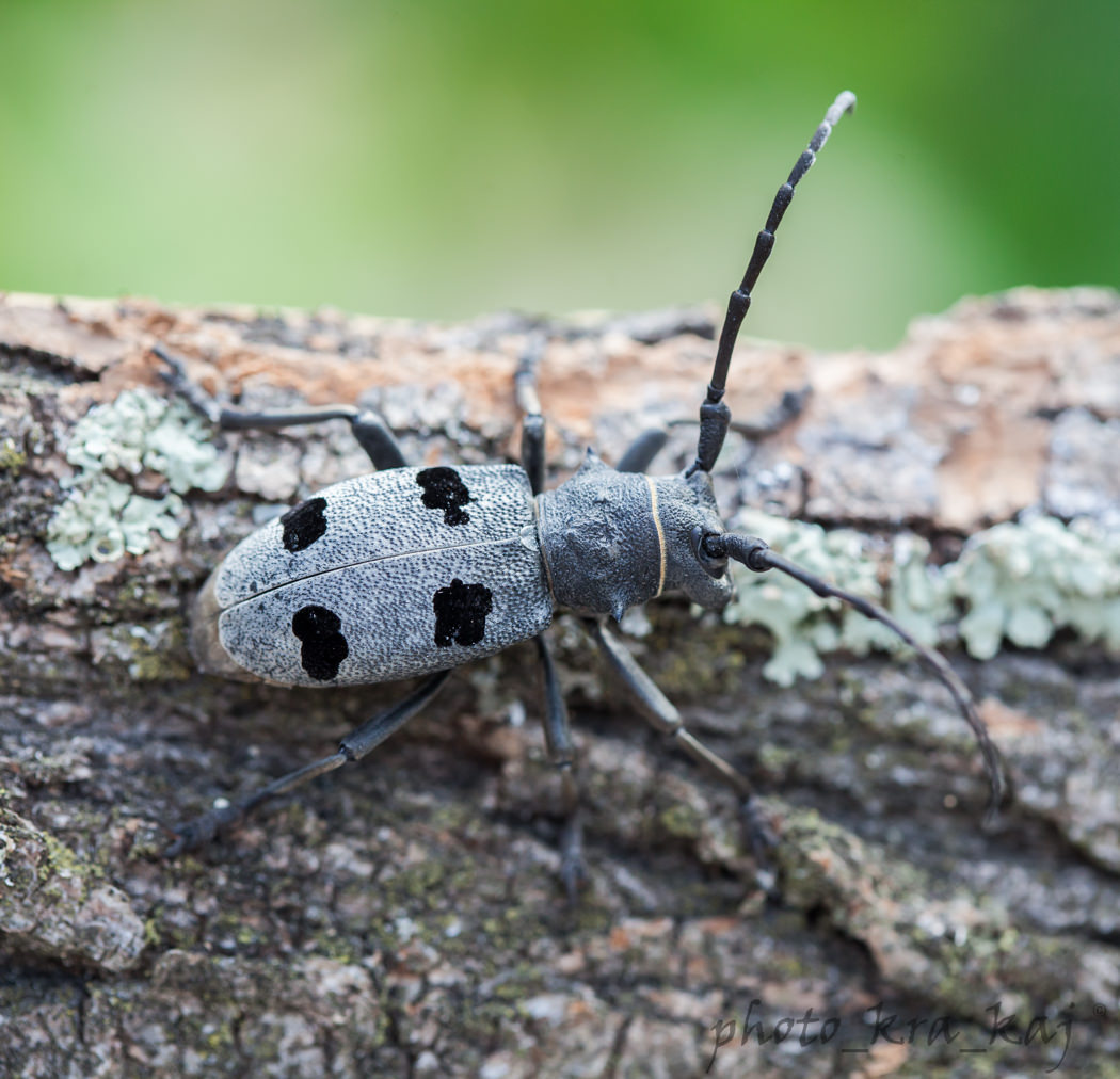 Morimus_funereus_Samatorza_Ts_3.jpg