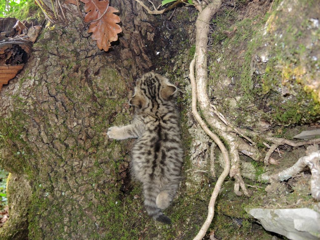 cucciolo di selvatcio foto di Nicolò Parrino 4 (1).JPG