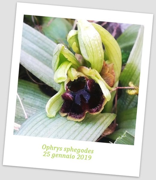 Ophrys sphegodes 2.JPG