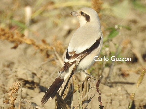 DSCN5499-L. e. pallidirostris - Copia.JPG