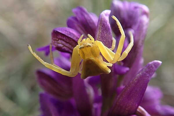 Crabspider01.jpg