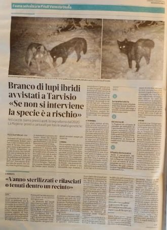 Canis lupus branco ibrido Tarvisio.jpg