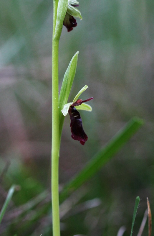 insectifera002_523x800.shkl.JPG